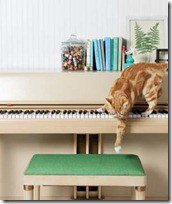 gato pianista blogdeimagenes (9)