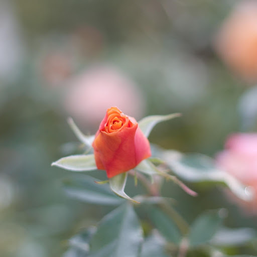 Hd-177217-ascw177217