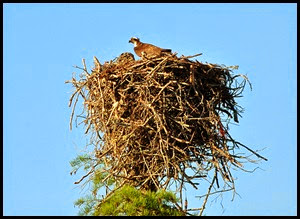 09 - second osprey nest - mom returns to feed the chicks