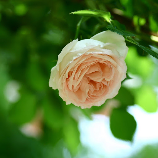 Hd-177223-ascw177223