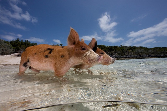 pigs-of-bahamas-9