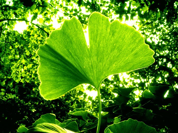 Ginkgo biloba para circulacion piernas