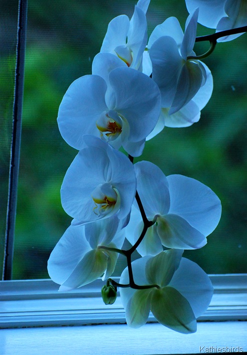 1. orchid-kab