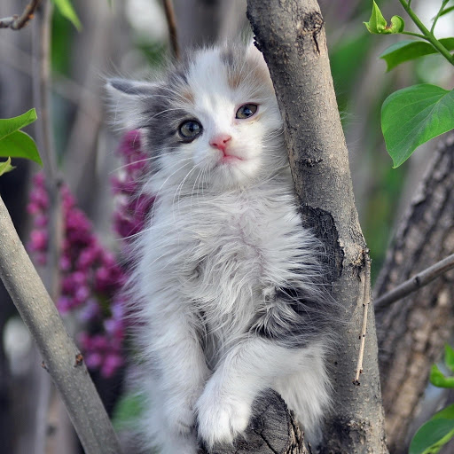 Hd-181056-ascw181056