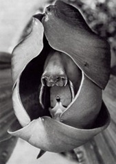 Albert Renger-Patzsch - Catasetum tridentatum (Orchidee) 1922-23