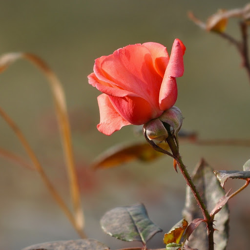 Hd-146581-ascw146581