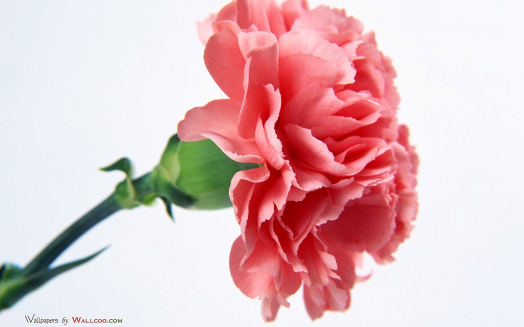 [Carnation_flower_photo_4%255B7%255D.jpg]