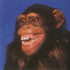 gifs animados de chimpance (3)