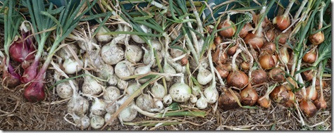 White and brown onions are laid out to dry on the mulched surface of the garden before storing them. Red onions are picked as needed for salads, as they won't 'keep'