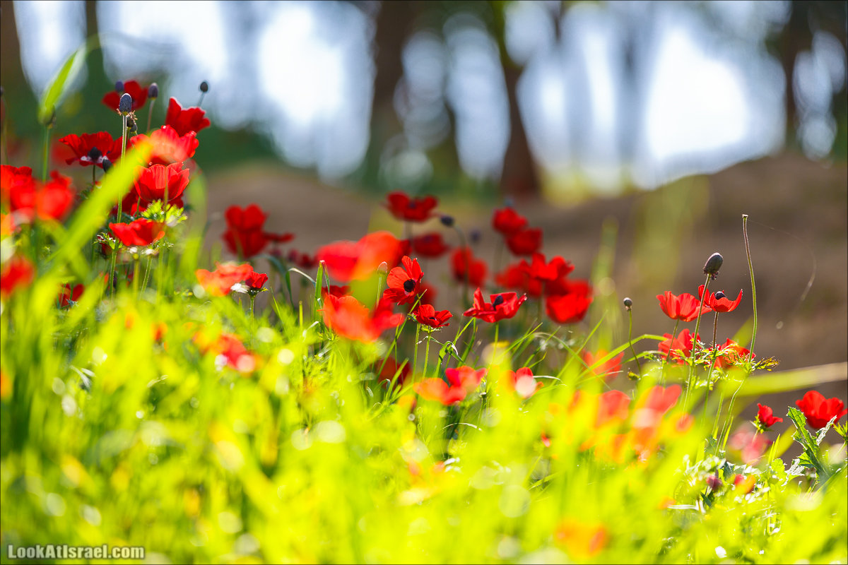 Анемоны (каланиет) пустыни Негев - Фестиваль Даром Адом в LookAtIsrael.com - Фото путешествия по Израилю | Red South festival of anemones in Negev | דרום אדום - קלניות בבארי