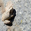 Canyon Treefrog