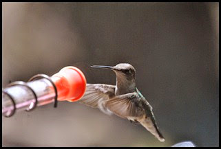 4 - Hummingbird