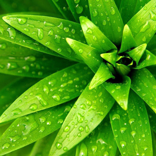 Hd-171201-ascw171201