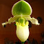 Paphiopedilum