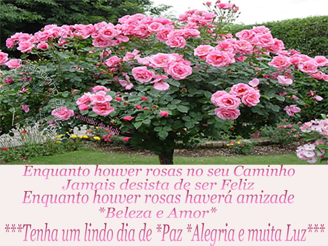 pazalegrialuz.png