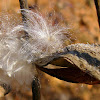 Common Milkweed Seed Pods