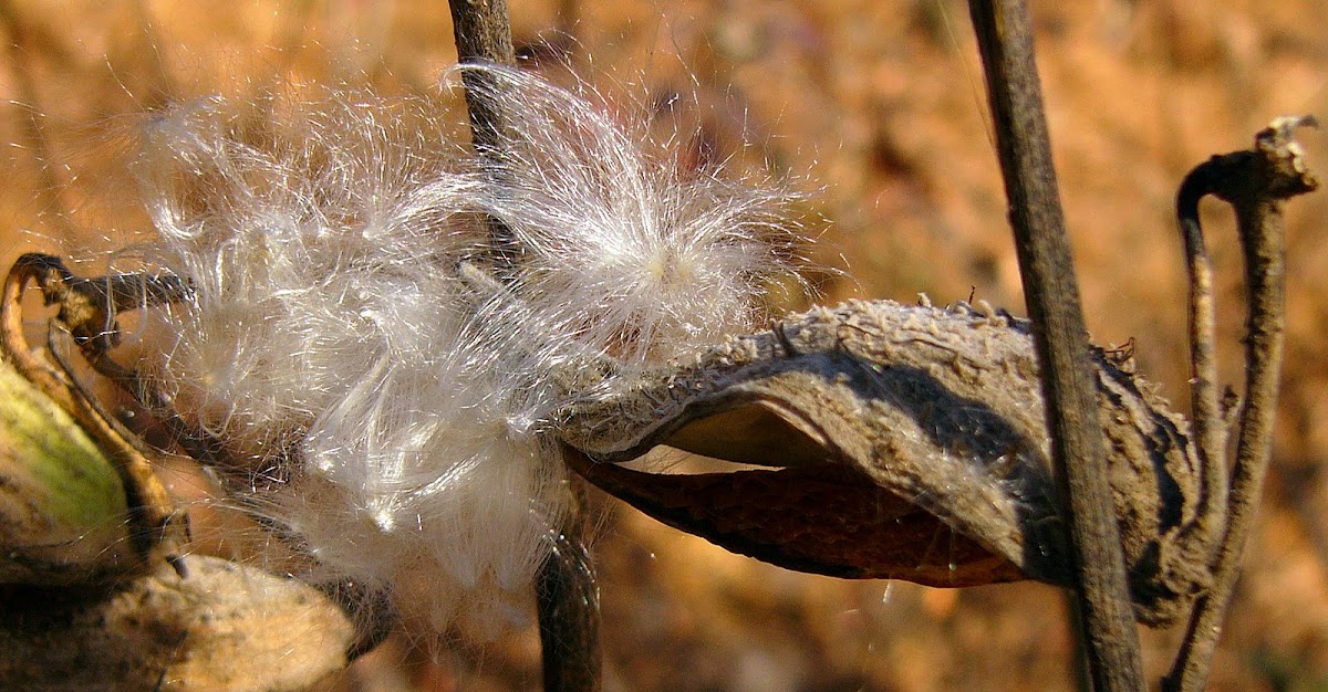 Common Milkweed Seed Pods