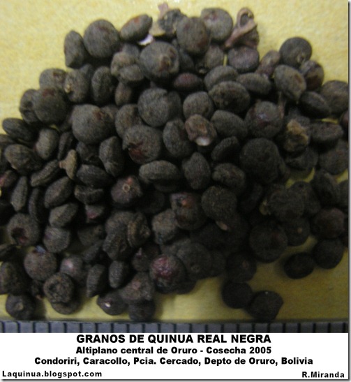Granos de Quinua Real Negra-Altiplano central de Oruro, Bolivia-Rubén Miranda-Laquinua.blogspot.com
