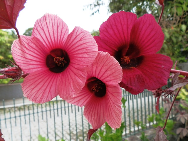 [P4260163%255B3%255D.jpg]