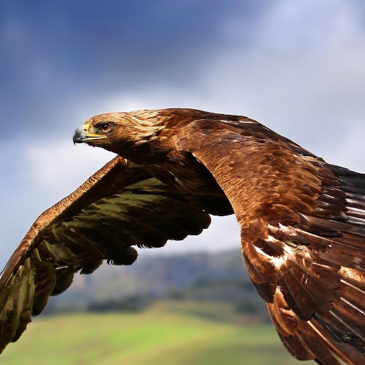 Hd-159950-ascw159950