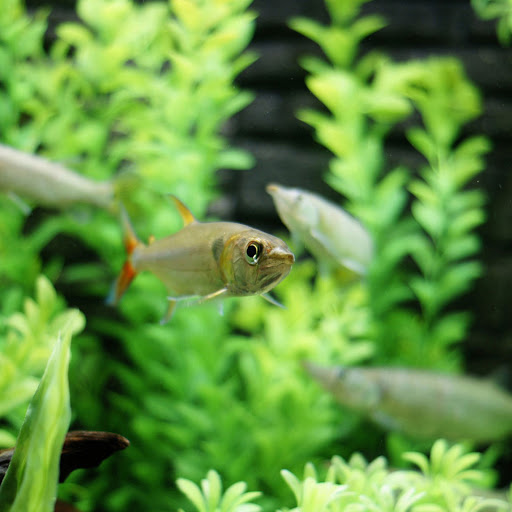 Hd-163977-ascw163977