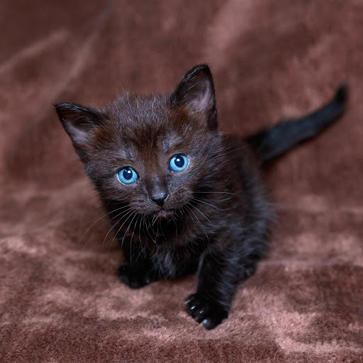 Hd-181261-ascw181261