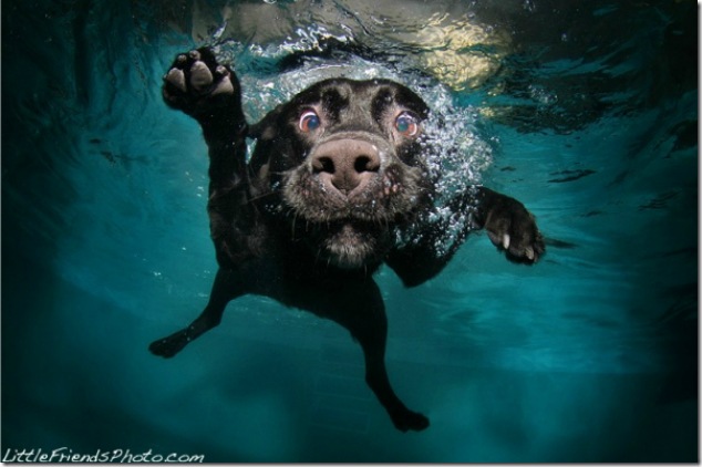 Underwater-Dogs-5
