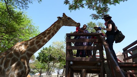 Fauna Africa de Sud: girafa