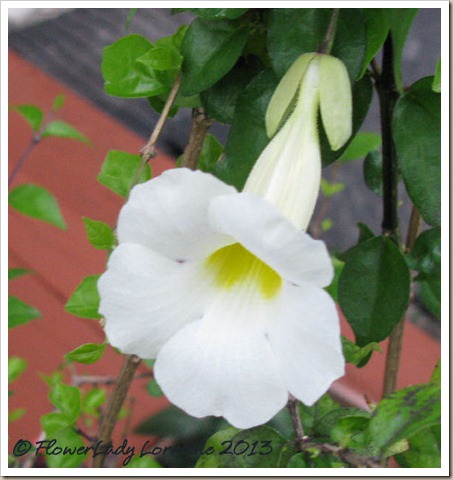 01-20-thunbergia-erecta