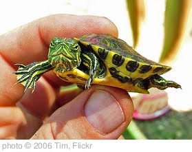 'Baby Turtle' photo (c) 2006, Tim - license: http://creativecommons.org/licenses/by-nd/2.0/