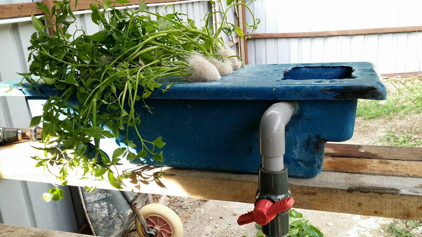 ArowanaLui Hydroponic Filter system.
