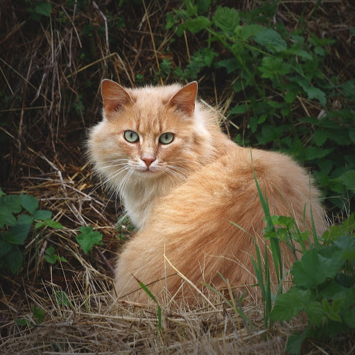 Hd-141970-ascw141970