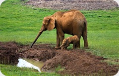 mama elefante salva pequeño