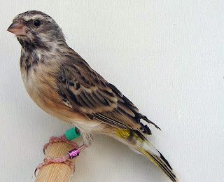 http://www.timkicau.com/ suara burung blackthroat