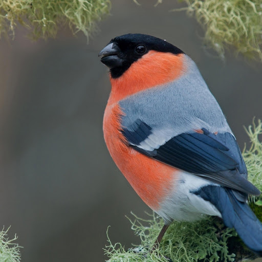 Hd-169719-ascw169719