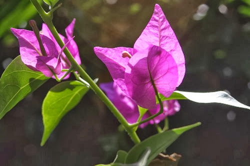 20100301 (4) (Large)