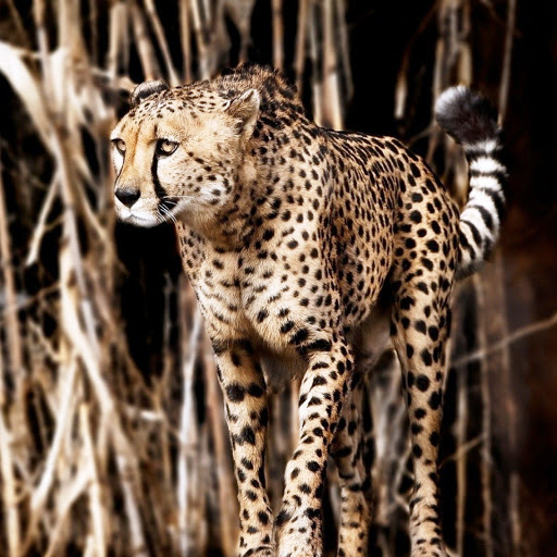 Hd-142700-ascw142700