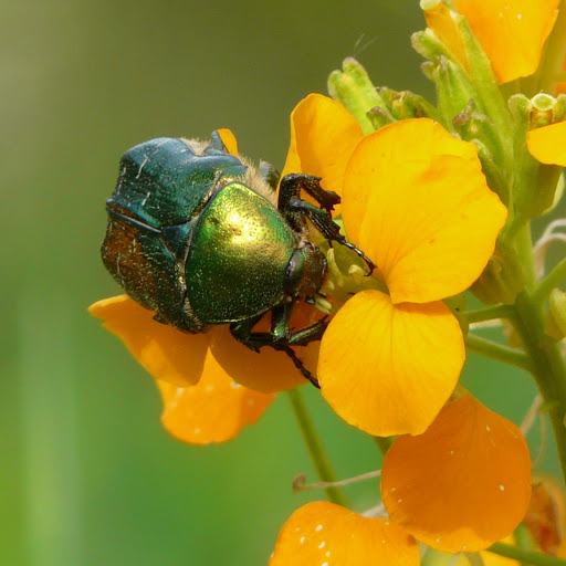 Hd-171287-ascw171287