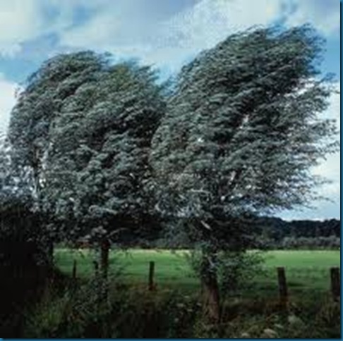 wind in trees