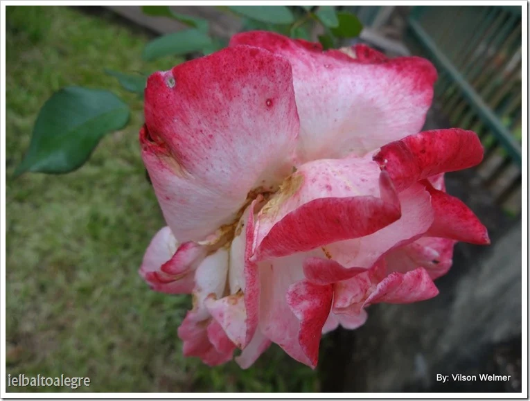 FLORES