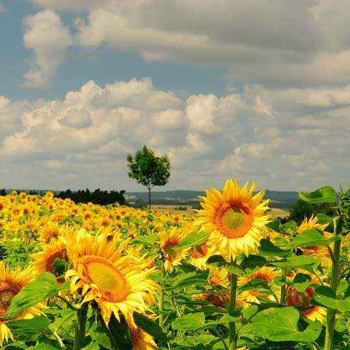 Hd-144394-ascw144394