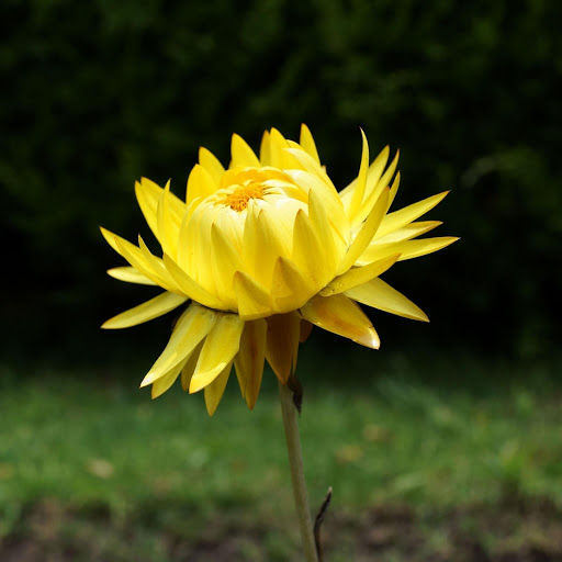 Hd-176987-ascw176987