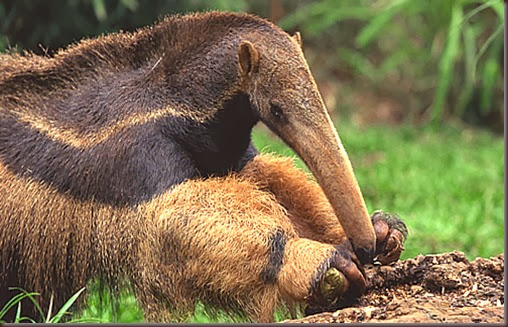 Amazing Animals Pictures Anteater (11)