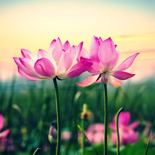 Hd-175733-ascw175733