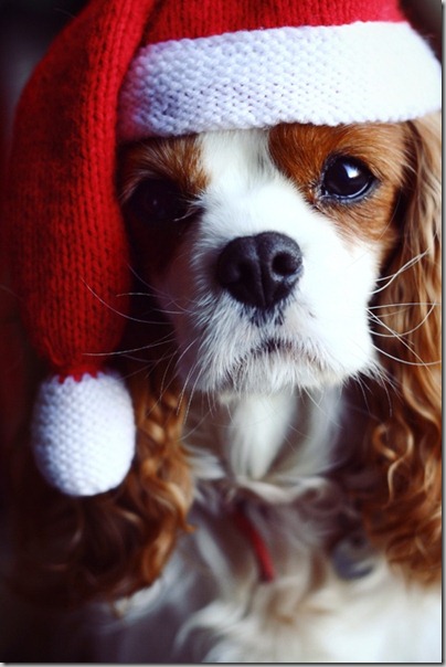 perro gorritos navidad (40)