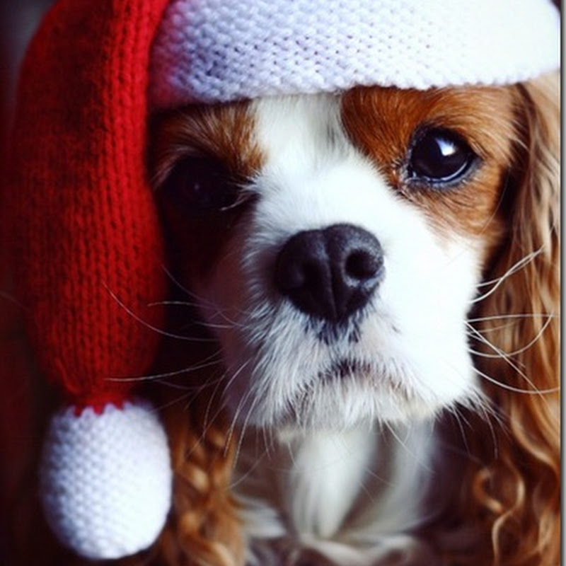 Whatsapps divertidos para navidad y año nuevo 