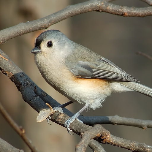 Hd-146775-ascw146775