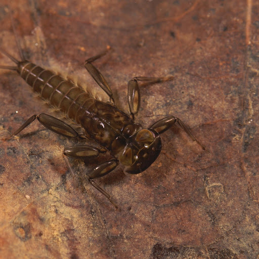 Hd-165213-ascw165213