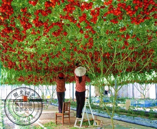 Tomato Tree It Yields 32 000 Tomatoes Guinness World Record Free Shipping 30 Pieces Font B Tomato
