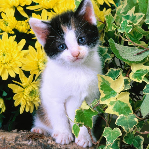 Hd-182500-ascw182500